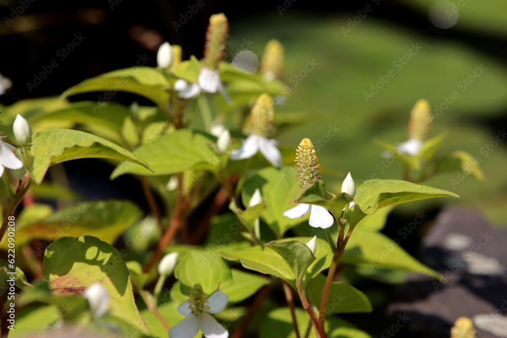 Eidechsenschwanz oder Molchschwanz (Houttuynia cordata) Eidechsenschwanz oder Molchschwanz (Houttuynia cordata)