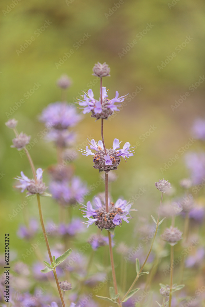 Purple clusters of flowers on the Cleveland sage plant Salvia clevelandii attract butterflies in Southern California.