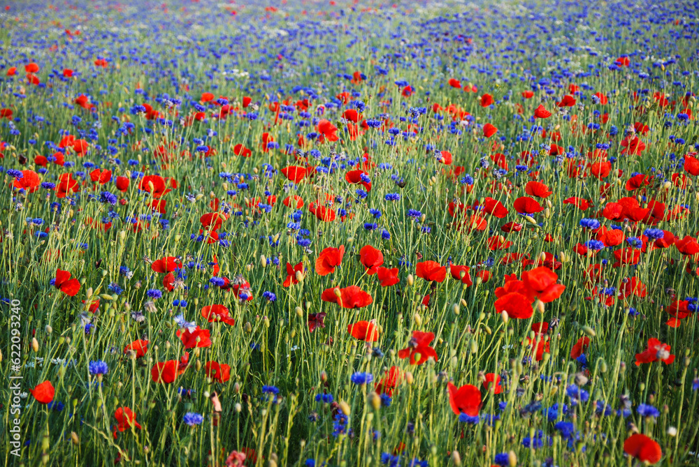Colorful field with blue cornflowers and red poppies
