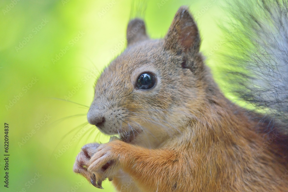 Close-up of squirrel eating a nut Close-up of squirrel eating a nut