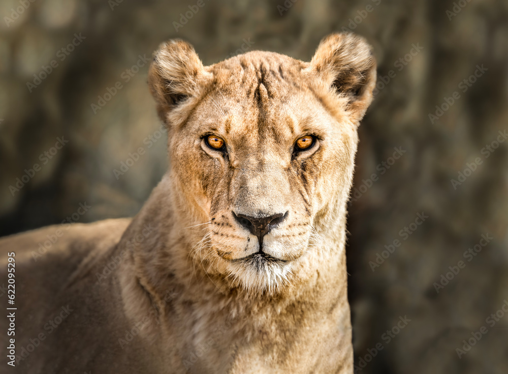 Captivating Lioness Portrait - Power, Grace, Intense Wildlife Encounter Captivating Lioness Portrait - Power, Grace, Intense Wildlife Encounter