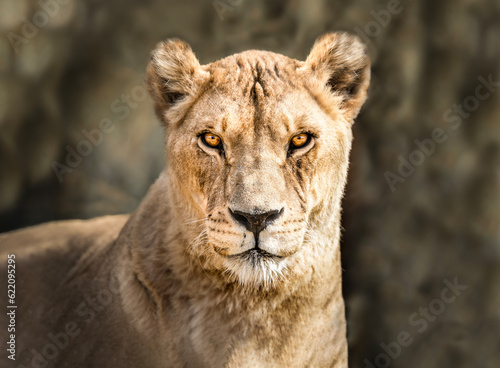 Fototapeta Naklejka Na Ścianę i Meble -  Captivating Lioness Portrait - Power, Grace, Intense Wildlife Encounter