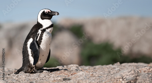 Adorable Cape Penguin Image - Delightful Cute bird - Wildlife, Nature's Charm. South Africa