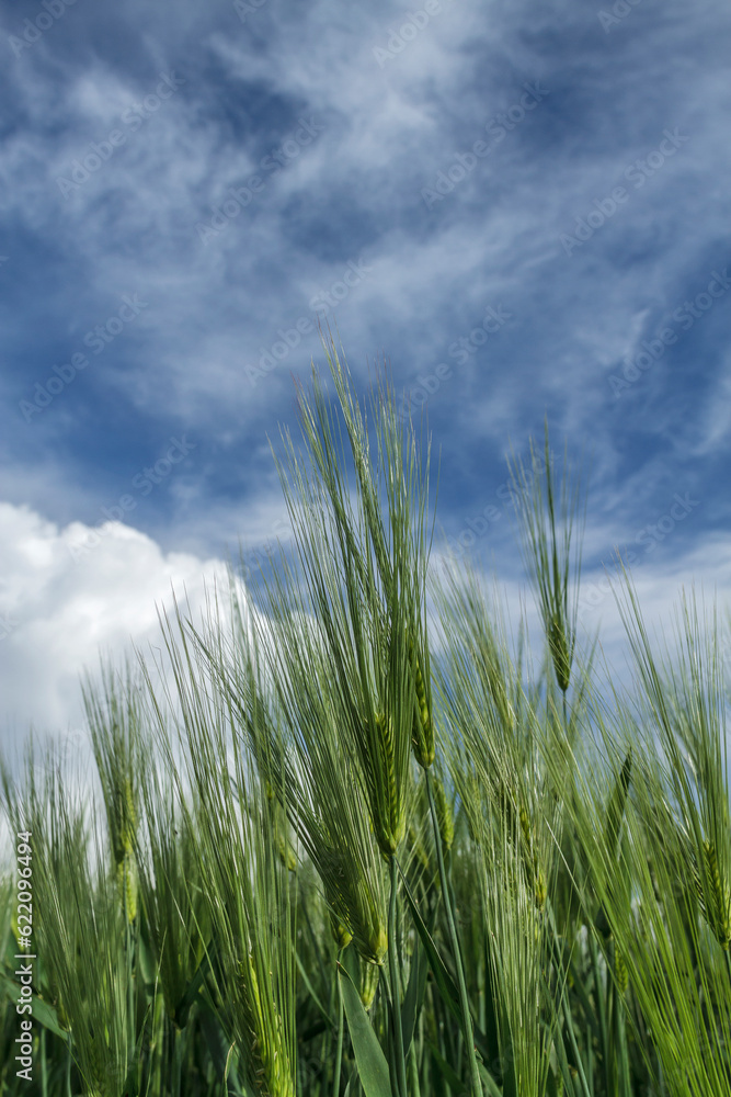 Wheat ears against the blue cloudy sky