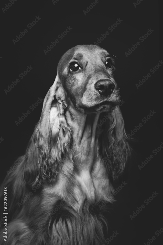 Portrait of beautiful young brown English cocker spaniel dog over black background. Closeup studio shot. Copy space. Monochrome.