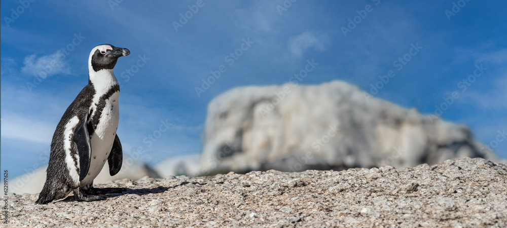 Fototapeta premium Adorable Cape Town Penguin: Captivating Cute Penguin Image - Playful Wildlife, Endearing Charm, South African Delight