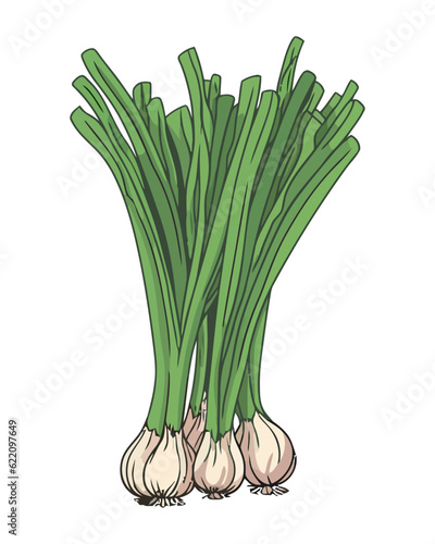 Fresh vegetables spring onion, healthy gourmet meal