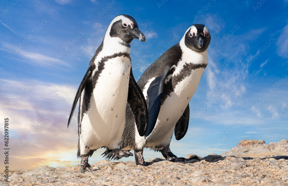 Obraz premium Enchanting Coastal Encounters: Captivating Cape Penguins - Wildlife Wonder, Quirky Charm, Irresistible Seaside Delight