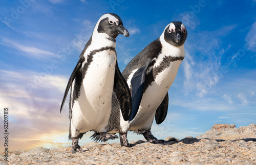 Enchanting Coastal Encounters: Captivating Cape Penguins - Wildlife Wonder, Quirky Charm, Irresistible Seaside Delight
