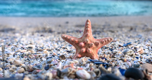 Breathtaking Starfish on the Beach - Coastal Delight, Natural Beauty, Seaside Serenity