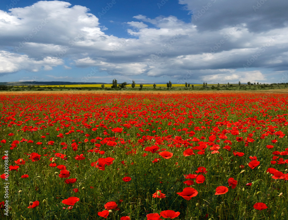 Field of wild poppy on the background cloudy sky