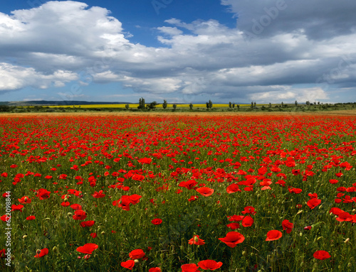 Field of wild poppy on the background cloudy sky