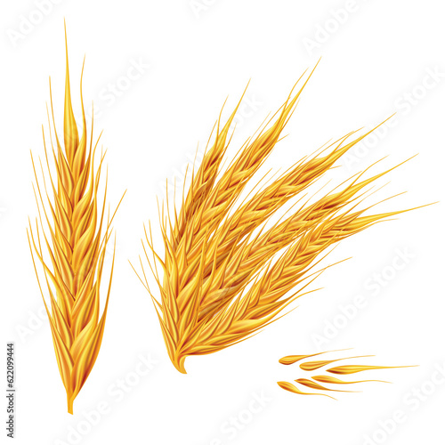 Ears of wheat. Isolated illustration on white background.
