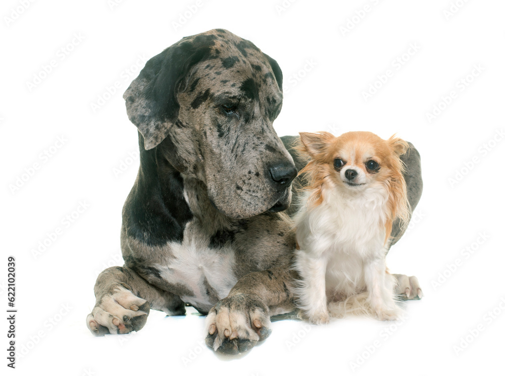 Great Dane and chihuahua in front of white background