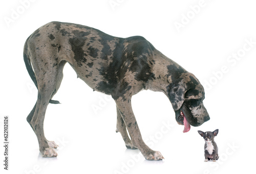 Great Dane and puppy chihuahua in front of white background