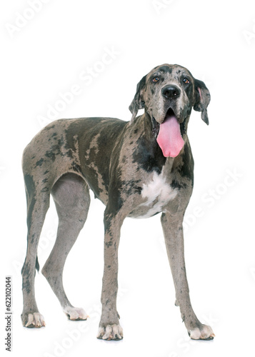 Great Dane in front of white background