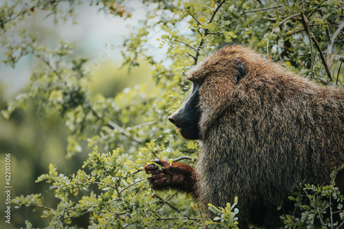 Photography Baboon seen on safari in Akagera National Park, Rwanda, Africa