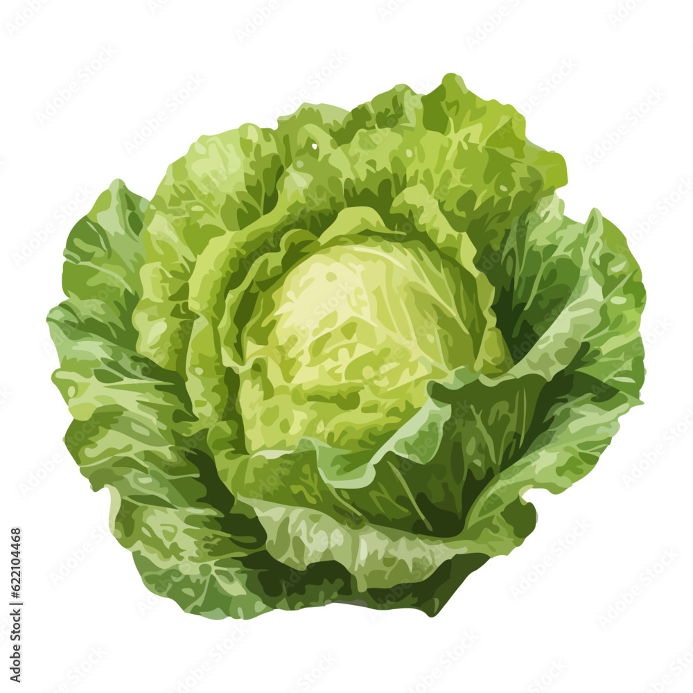 Fresh organic cabbage, a healthy vegetarian meal Fresh organic cabbage, a healthy vegetarian meal