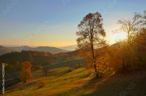 birch forest in sunny morning autumn