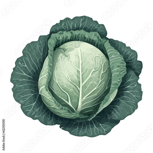 Fresh cabbage vegetables, healthy meal for dieting