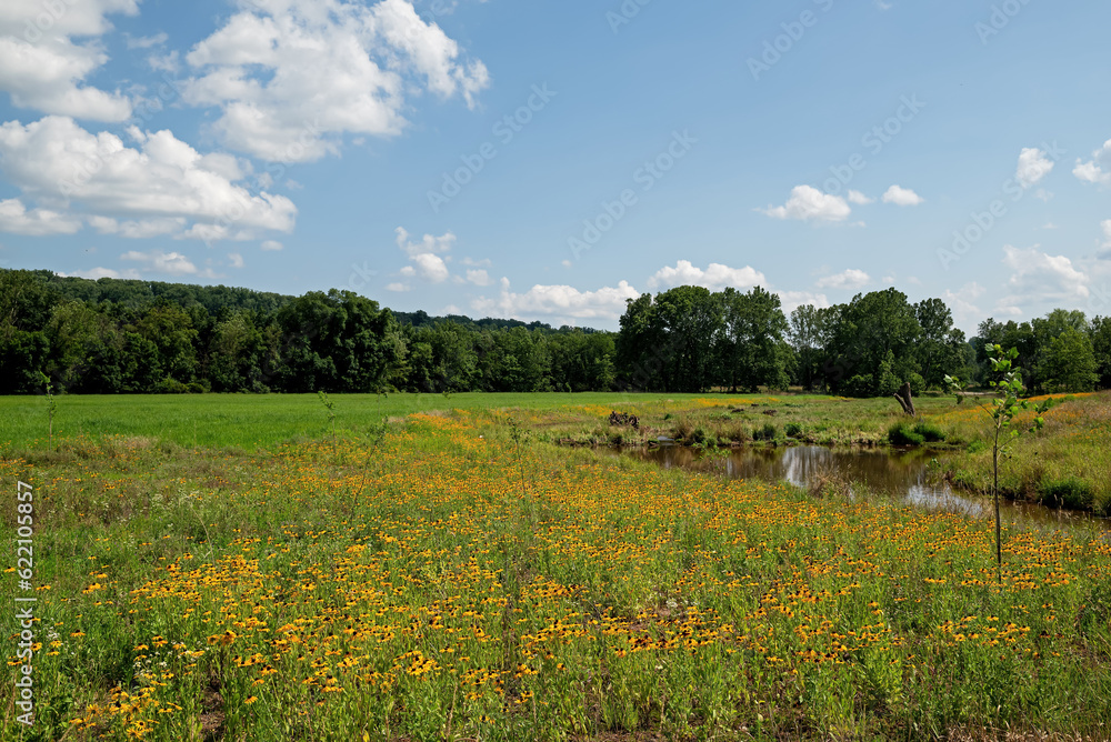 Tributary to a stream having undergone streambank restoration and stabilization on a warm sunny summer day. Surrounding land has been planted with native flowers and grasses.