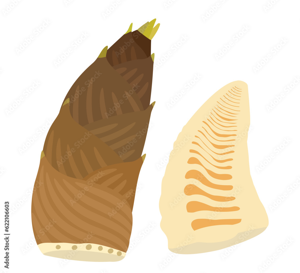 Bamboo shoot bamboo sprout Takenoko whole and cut hand drawn vector illustration set Bamboo shoot bamboo sprout Takenoko whole and cut hand drawn vector illustration set