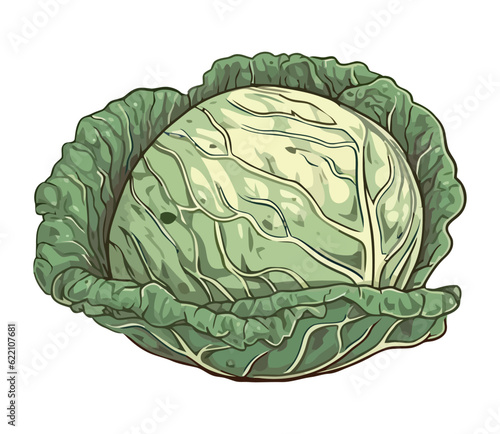 cabbage organic vegetables, nature healthy meal