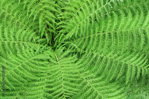 Pattern of fern leaves from the top