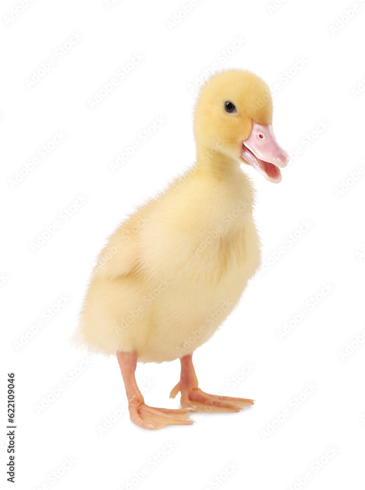 Baby animal. Cute fluffy duckling on white background