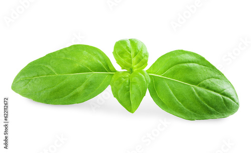 fresh green basil leaves isolated on white background