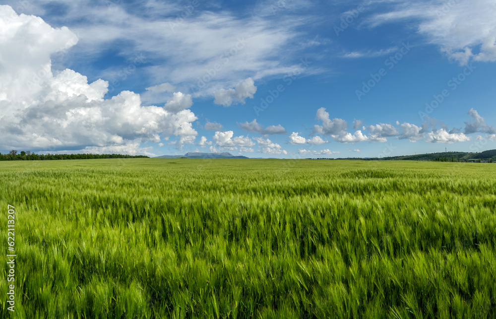 Panorama field of wheat against the blue sky with clouds