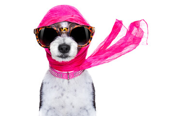 chic fashionable diva luxury  cool dog with funny sunglasses, scarf and necklace, isolated on white background