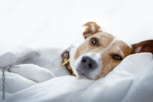 jack russell terrier dog under the blanket or sheets in bed , having a siesta and relaxing © Designpics
