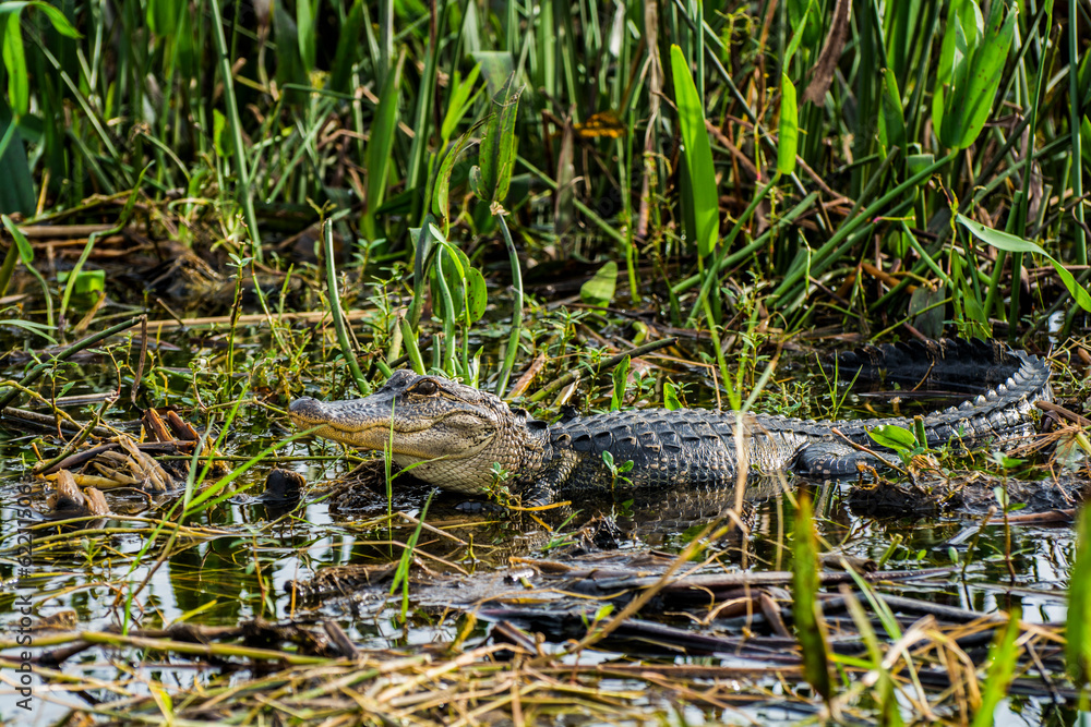 Naklejka premium This is a shot of an Alligator in the marsh at the edge of Lake Tohipekaliga Kissimmee Florida on 23 December 2015