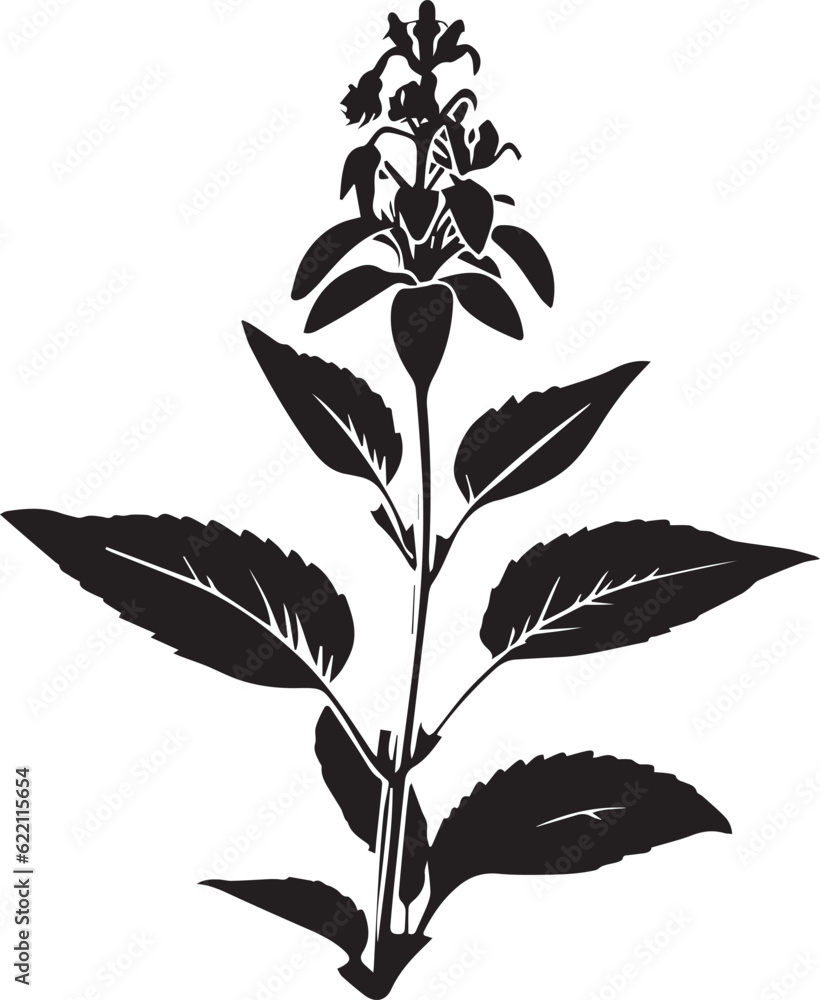 Salvia Black And White, Vector Template Set for Cutting and Printing Salvia Black And White, Vector Template Set for Cutting and Printing