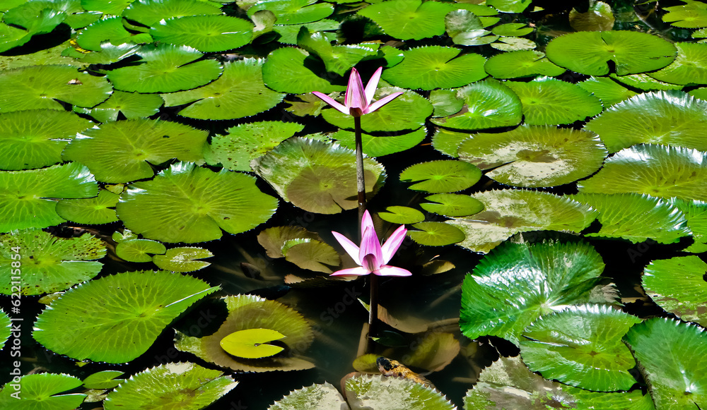 views of lotus flowers and fish in the pond views of lotus flowers and fish in the pond