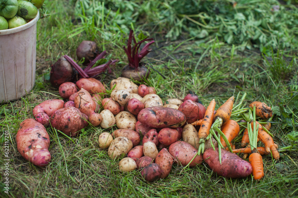 Harvest of fresh vegetables on the ground Harvest of fresh vegetables on the ground