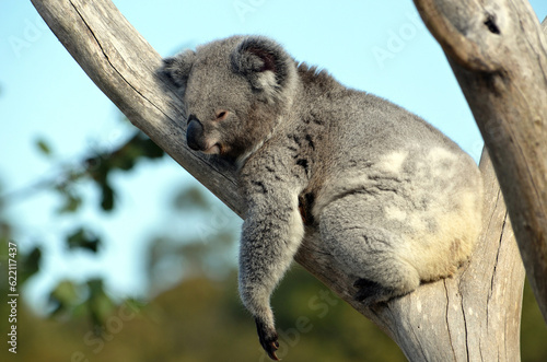 Australian Koala (Phascolarctos cinereus) sleeping in a gum tree. Australia’s iconic marsupial mammal.