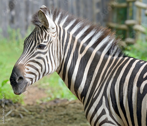 Closeup on beautiful zebra s head