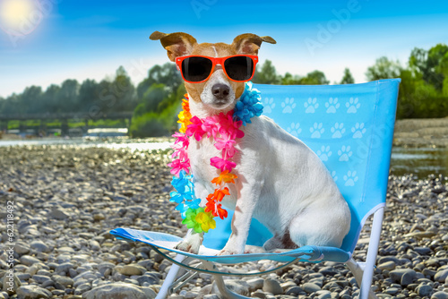 jack russell dog on a  beach chair or hammock at the beach relaxing  on summer vacation holidays, ocean or river  shore as background © Designpics
