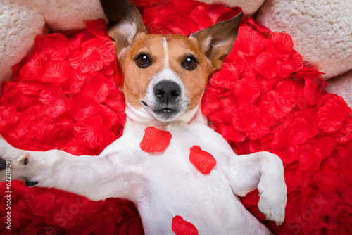 Jack russell  dog looking and staring at you in love  ,while lying on bed with valentines petal roses as background, taking a selfie © Designpics