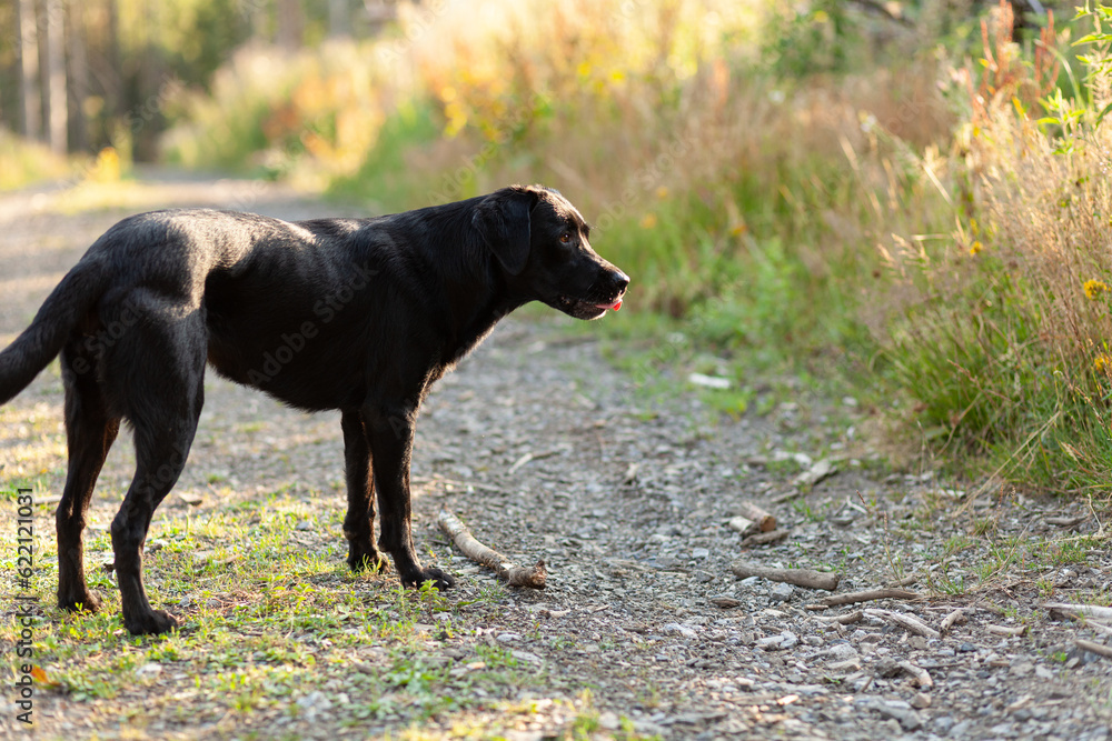 Black Labrador Retriever in the forest at sunset. Selective focus. Black Labrador Retriever in the forest at sunset. Selective focus.