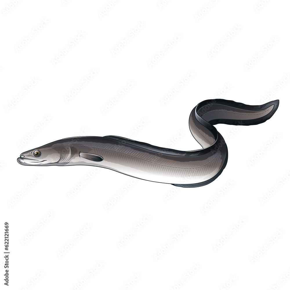 Obraz premium Seafood, isolated raster illustration on white background