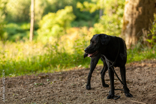 Black labrador retriever dog playing in the forest on a sunny day