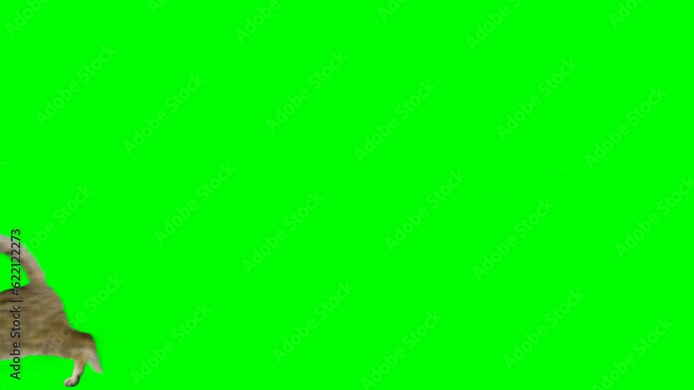 Bengal cat walking down and up a staircase on green screen isolated with chroma key. Side view Bengal cat walking down and up a staircase on green screen isolated with chroma key. Side view