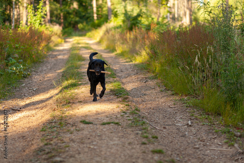 Black Labrador Retriever running on a dirt road in the forest © PeterPike