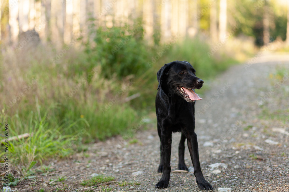 Black Labrador Retriever dog on a forest path. Selective focus.