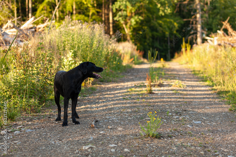 Black dog standing on a gravel road in the forest. Selective focus. Black dog standing on a gravel road in the forest. Selective focus.