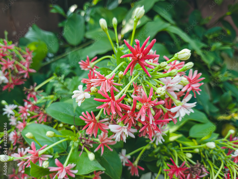 Combretum indicum or Rangoon creeper or Quisqualis indica L, Dutch jasmine flowers, Chinese honeysuckle or Ceguk flowers with green leaves. in spring blooming close-up with soft selective focus. Combretum indicum or Rangoon creeper or Quisqualis indica L, Dutch jasmine flowers, Chinese honeysuckle or Ceguk flowers with green leaves. in spring blooming close-up with soft selective focus.