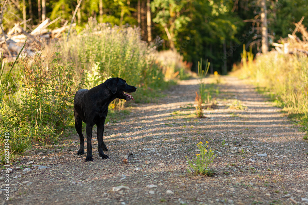 Black dog standing on a dirt road in the forest, summer evening